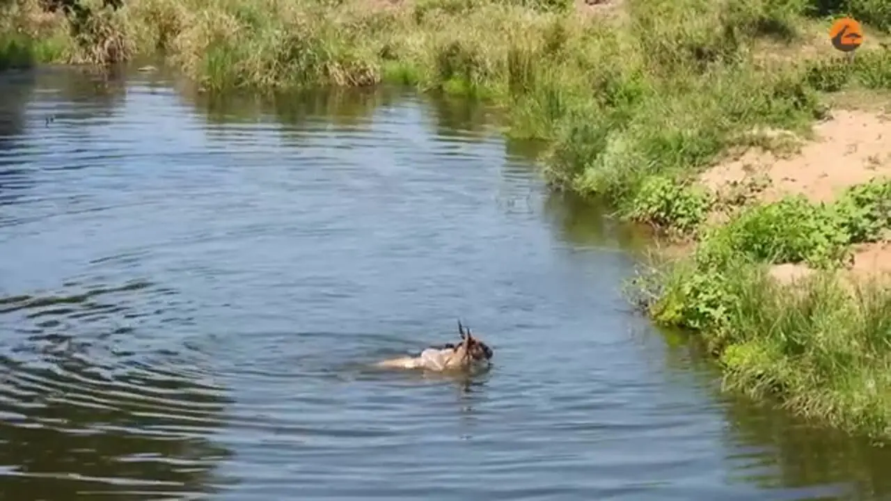 ببییند| کل یالدار بدشانس از دست یک تمساح فرار کرد و در دام تمساح دیگری افتاد!
