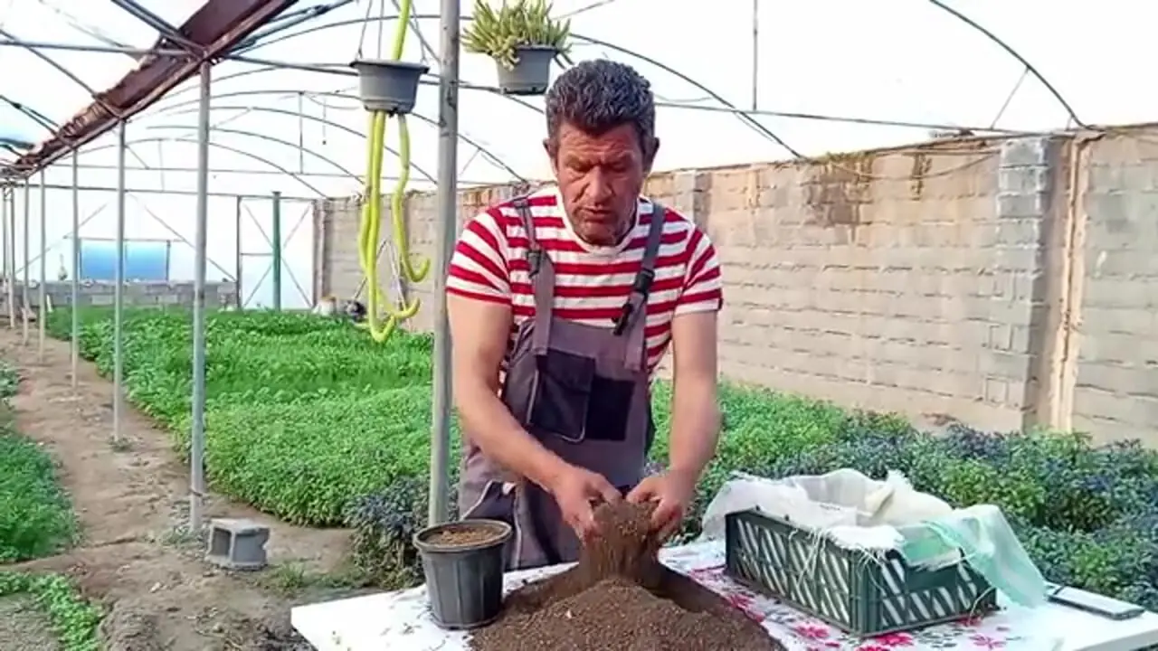 ببینید| آموزش ساده کاشت تره در گلدان و باغچه