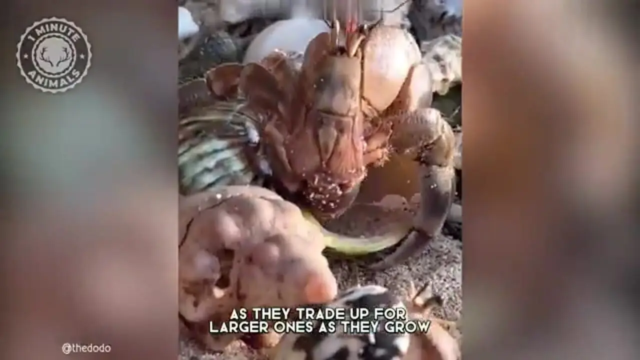 خرچنگ گوشه گیر؛ جانور بامزه ای که در صدف خالی دیگر موجودات زندگی می کند