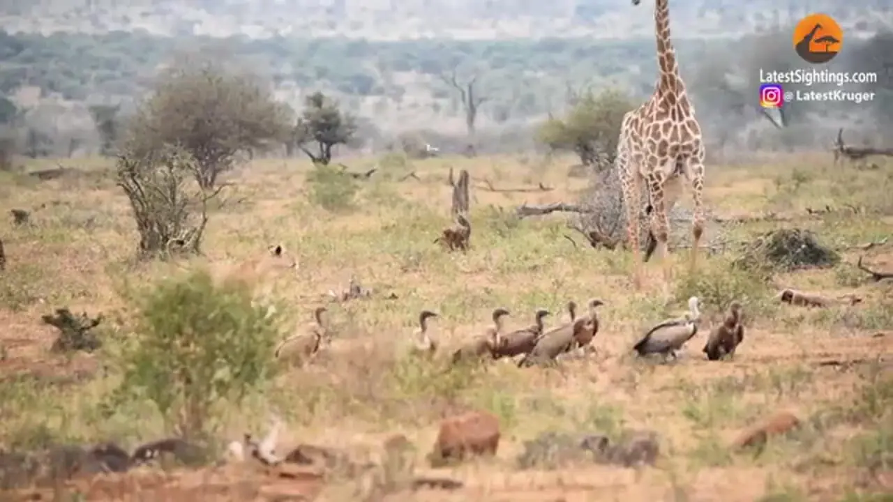 تلاش زرافه مادر برای محافظت از بچه مرده اش در مقابل شیر، کفتار و شغال ها