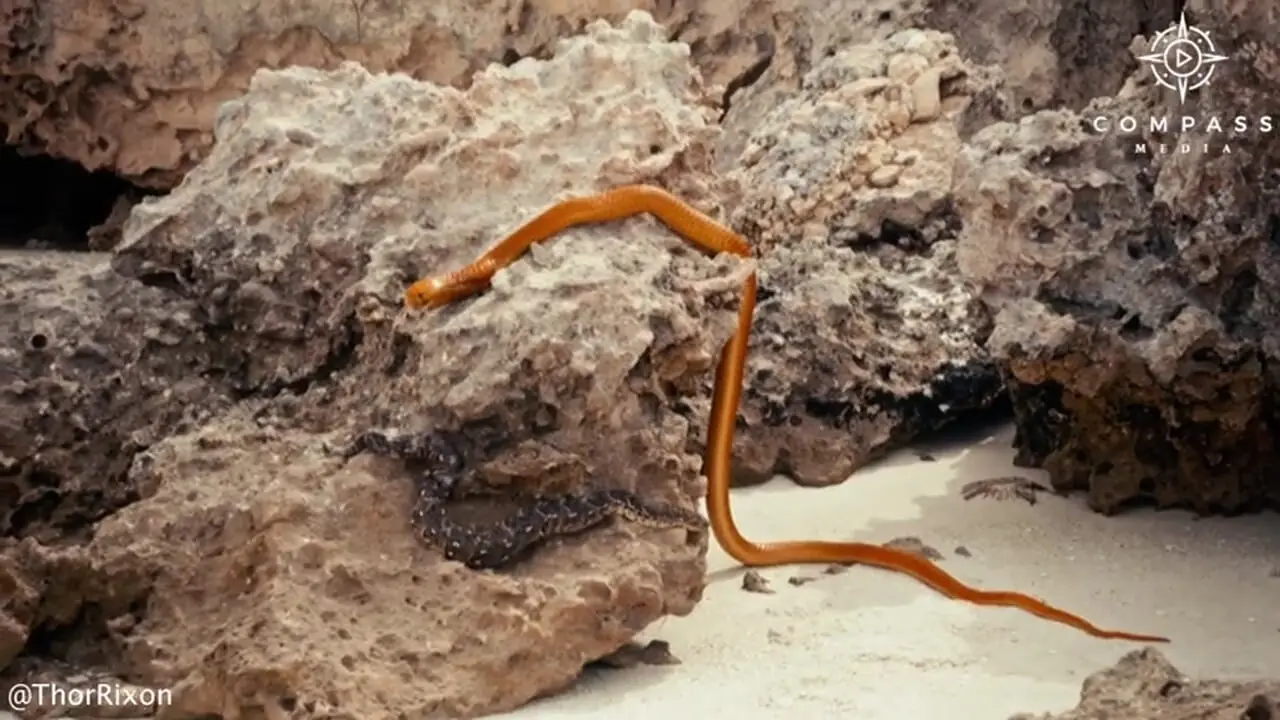 مار خوششانس به لطف نیروی جاذبه از دهان کبرا فرار کرد