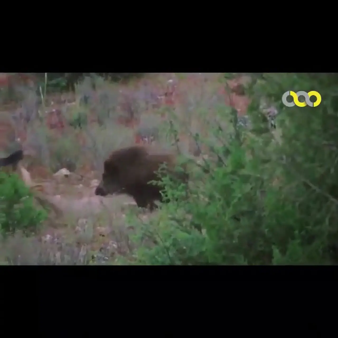 درگیری گراز و گرگ در جنگل با پایان غیرمنتظره