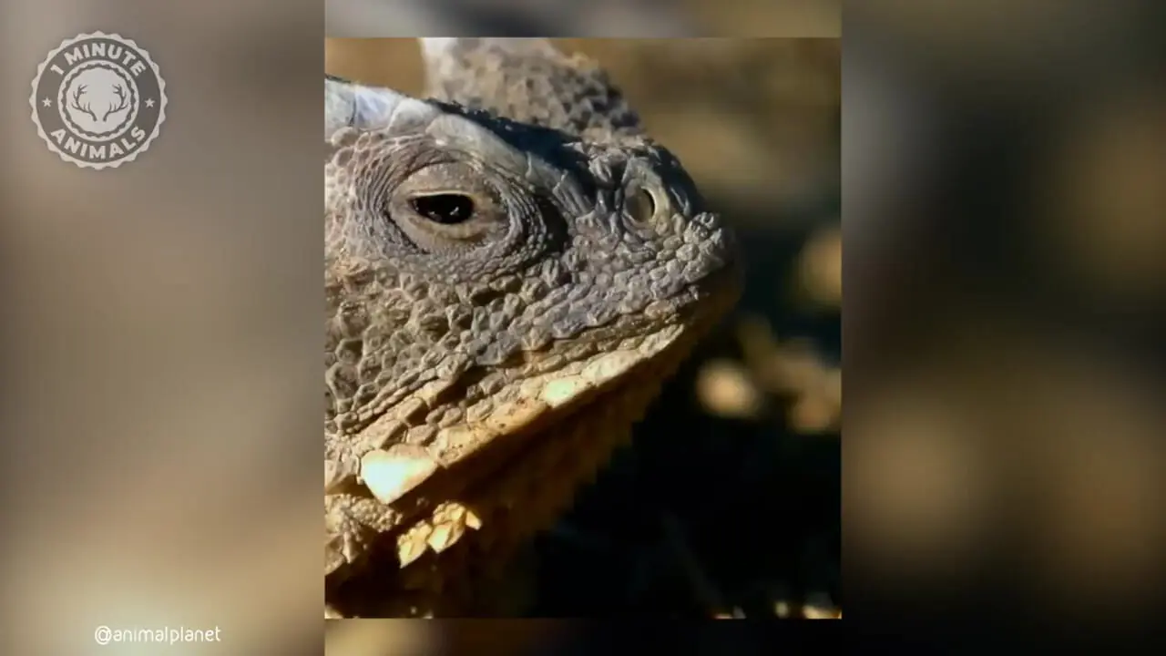 مارمولک شاخدار؛ مارمولکی که هنگام خطر از چشمان خود خون پرتاب می کند!