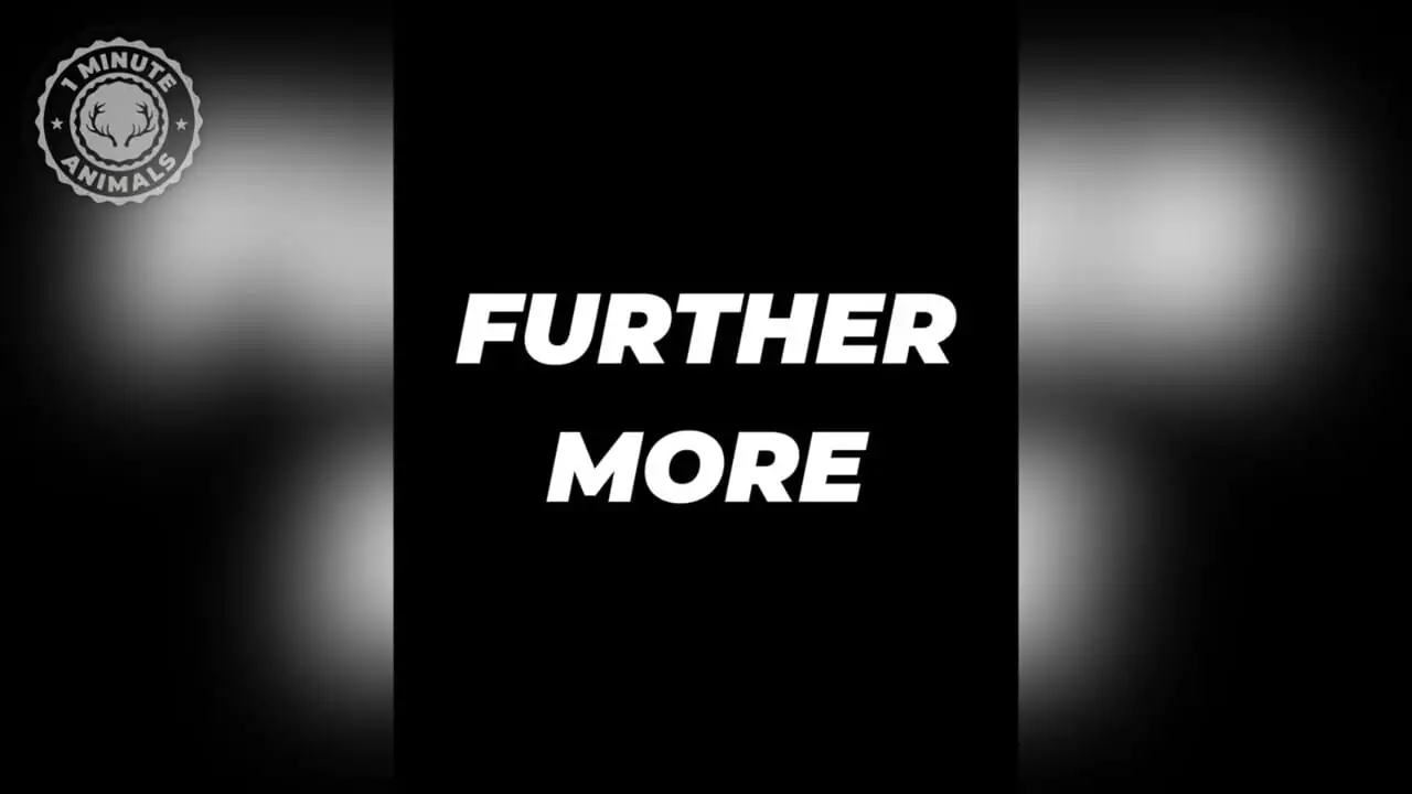 موش کور دماغ ستاره ای؛ صاحب عجیب ترین بینی در قلمرو حیوانات!