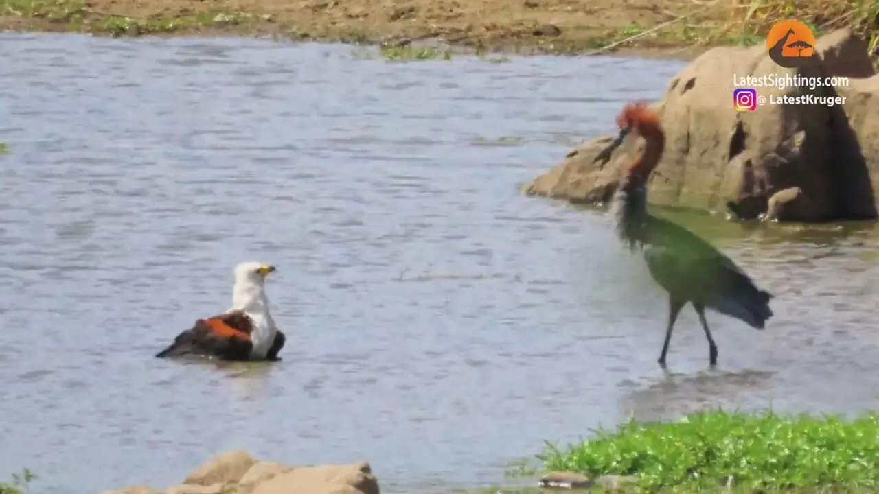 درگیری سه پرنده و یک تمساح بر سر یک ماهی!