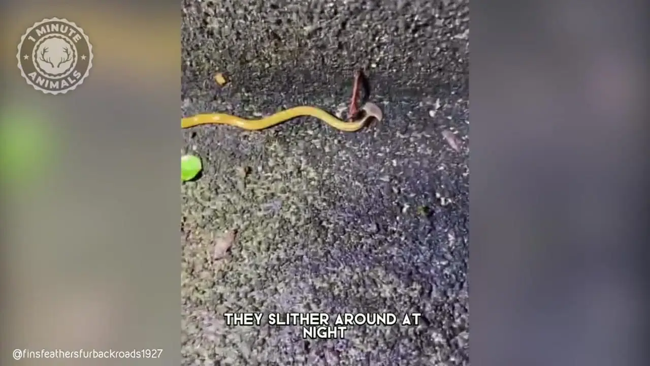 ببینید| کرم سر چکشی؛ شکارچی رنگارنگ و مرموز!