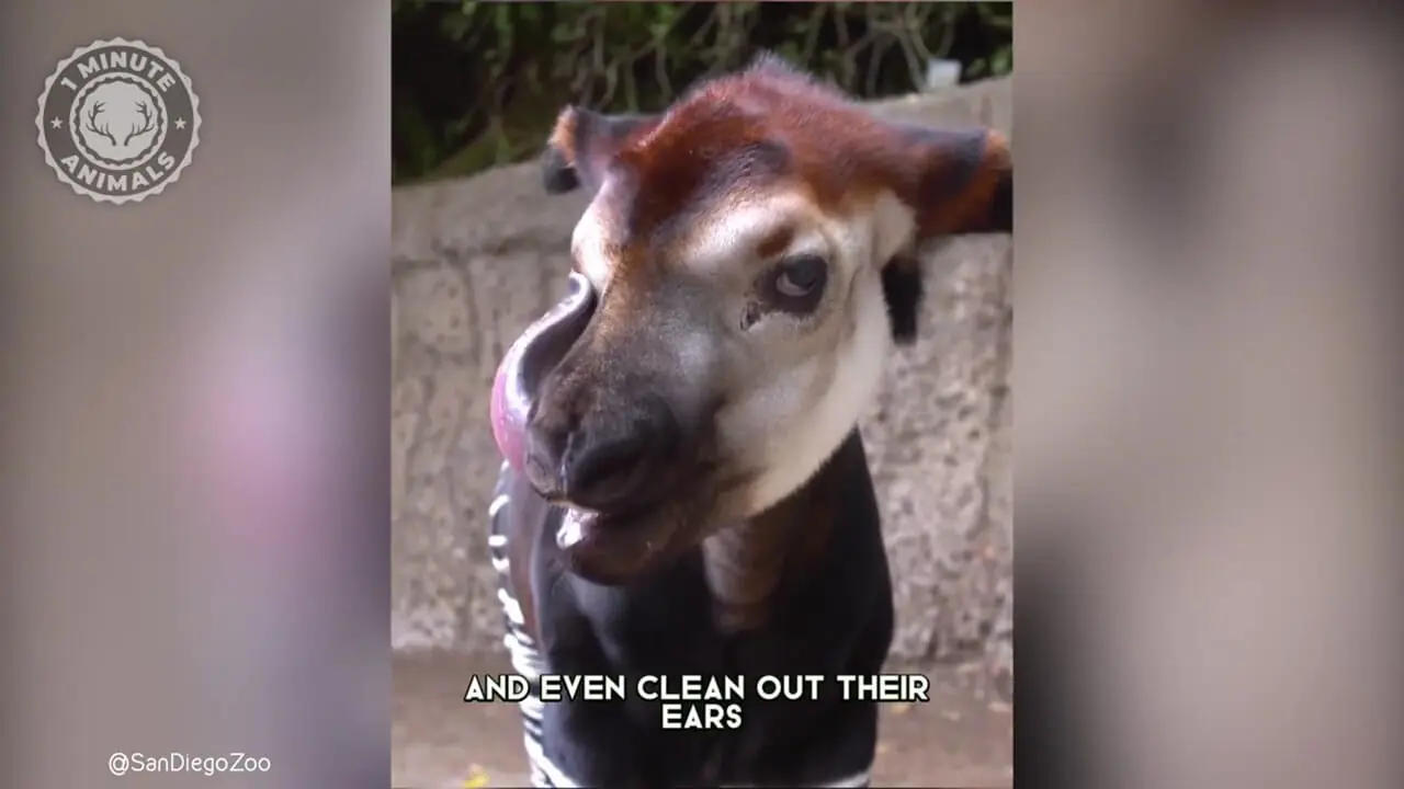 اُکاپی؛ موجودی نادر در جنگل های کنگو که شبیه زرافه و گورخر است!