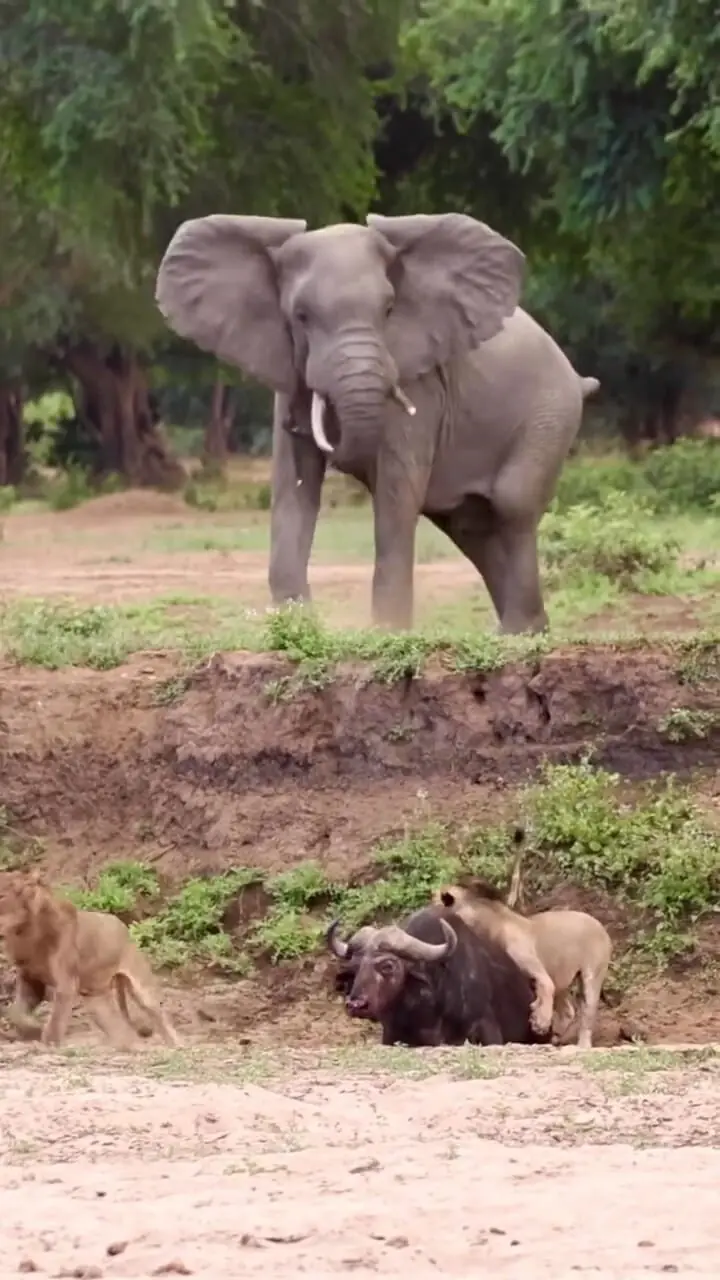 فیل نری که قهرمان نشد!