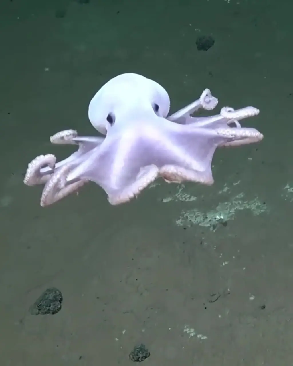 اختاپوس شبحوار با ظاهر شفاف و سفید