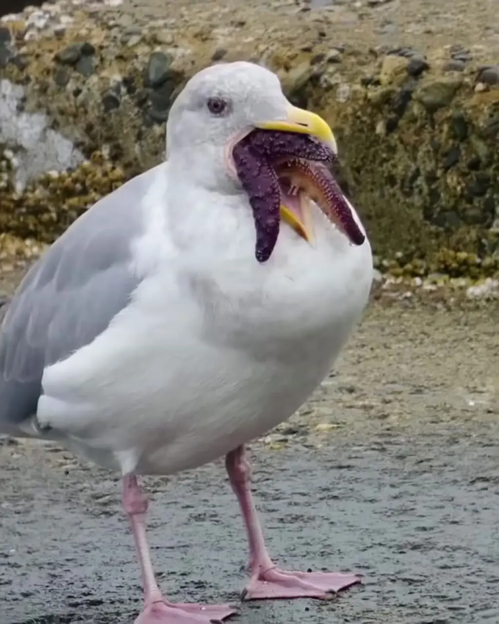 تلاش مرغان دریایی برای بلعیدن ستاره‌ دریایی