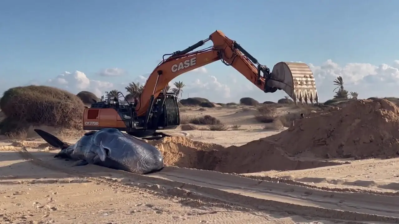 کشف لاشه یک نهنگ عنبر در شمال غزه