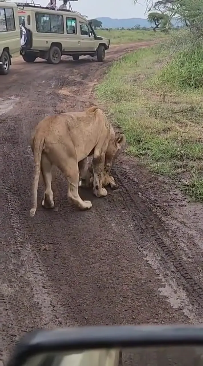 ببینید|  صحنه‌ای تلخ از واقعیت بی‌رحم حیات وحش