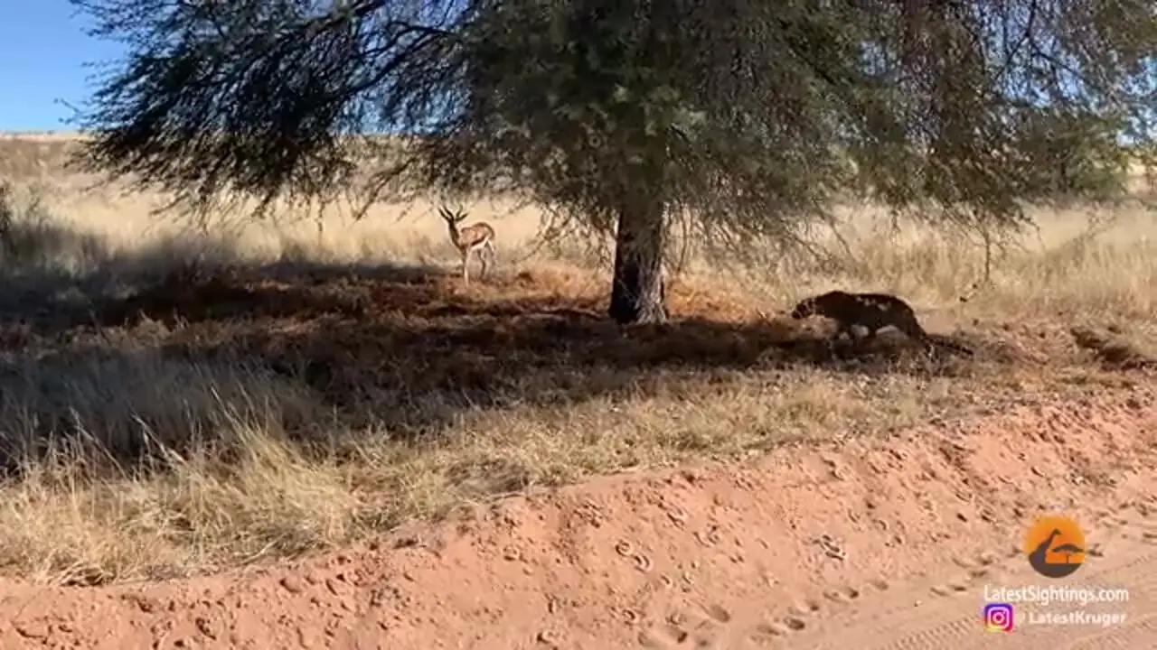 ببینید| مستند حیات وحش؛ استتار ماهرانه «پلنگ» برای شکار ایمپالا