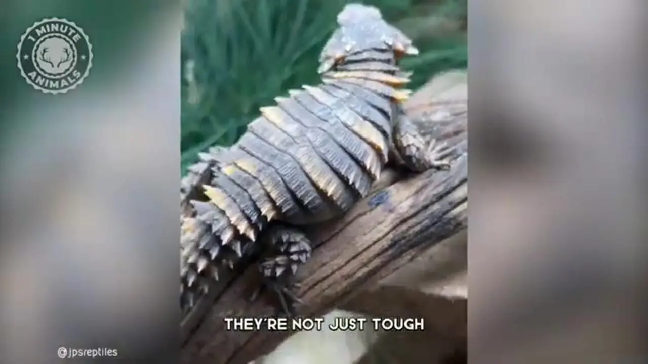 ببینید| آرمادیلو؛ مارمولک بامزه ای که شبیه اژدهاست