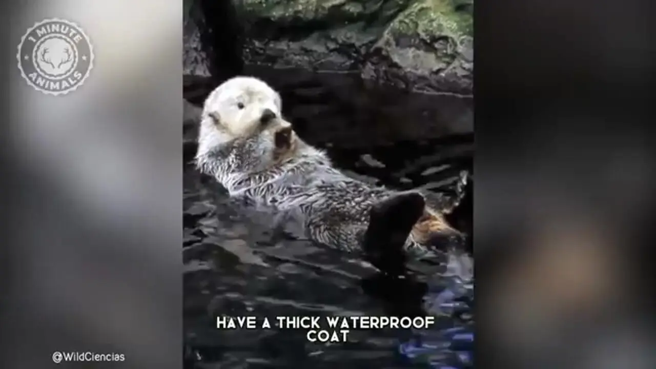 ببینید| سمور آبی؛ حیوان بامزه ای که عاشق شکستن صدف است و روی آب دراز می کشد!