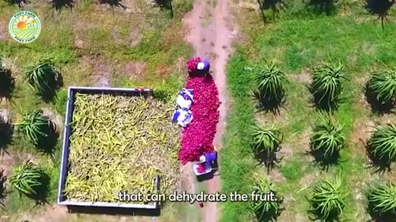 ببینید| چگونه ویتنامی ها میلیون ها دراگون فروت را برداشت و فرآوری می کنند؟