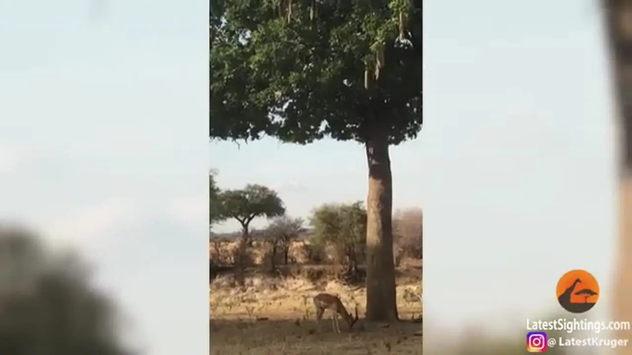 ببینید| پرش دیدنی پلنگ برای شکار ایمپالا از روی درخت!