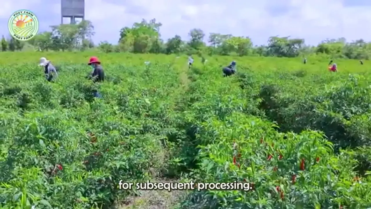 ببینید| چگونه اندونزیایی ها هزاران تن فلفل قرمز را برداشت و فرآوری می کنند؟