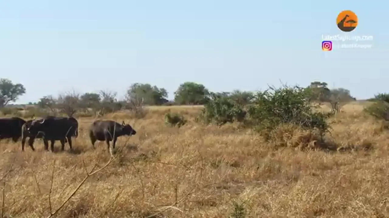 ببینید| وقتی سلطان جنگل هم می‌ترسد؛ مواجهه ناگهانی ماده شیر با بوفالو