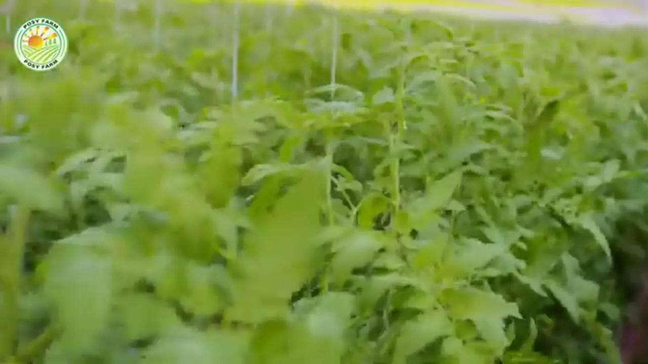 ببینید| چگونه اسپانیایی ها صدها تن گوجه گیلاسی را در گلخانه پرورش می دهند؟