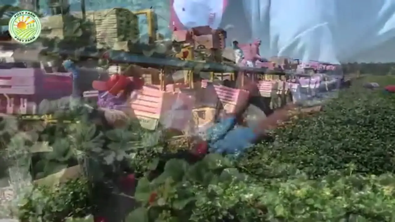 ببینید| چگونه کشاورزان در کشورهای توسعه یافته صدها تن توت فرنگی پرورش می دهند؟