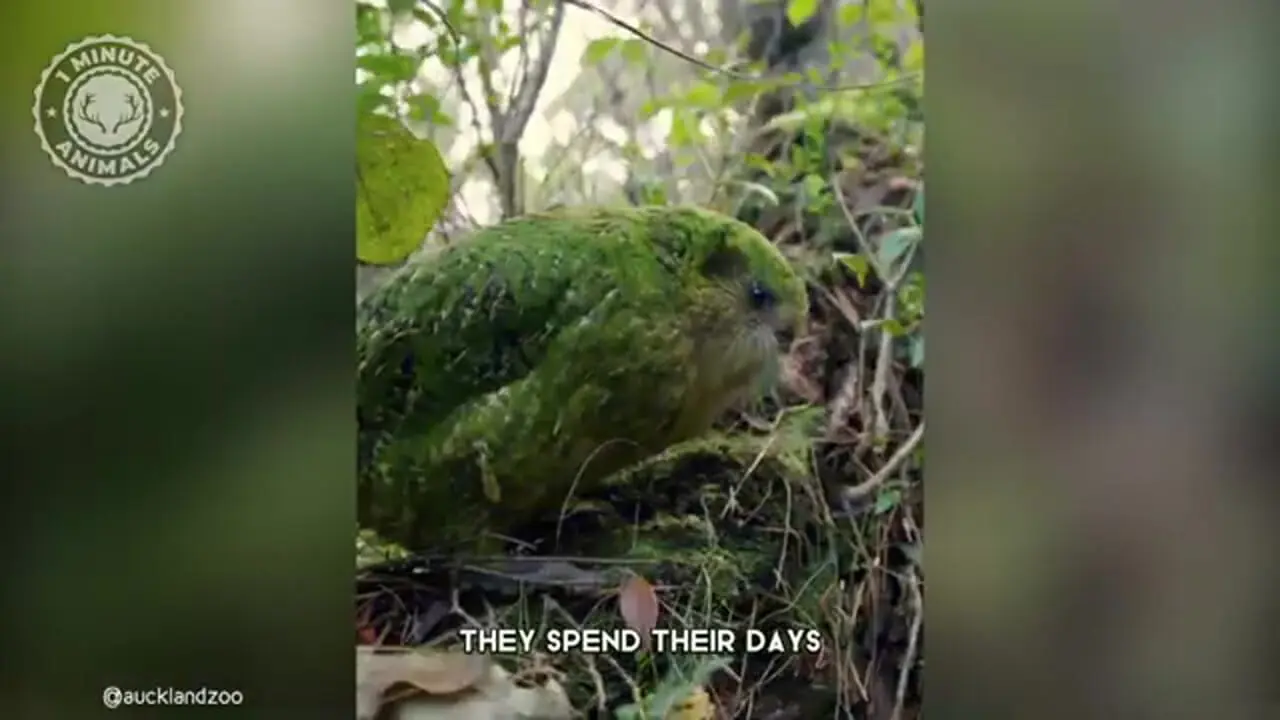 ببینید| کاکاپو؛ طوطی نادری که قادر به پرواز نیست!