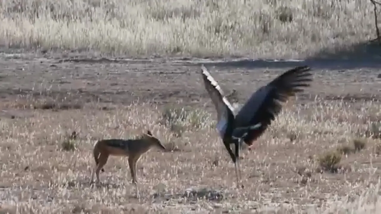 ببینید| درگیری دیدنی مرغ منشی با شغال در آفریقا