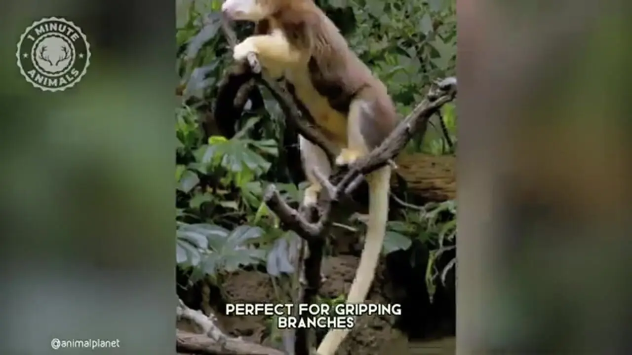 ببینید| کانگوروی درختی؛ حیوان کمیاب و بامزه ای که روی درخت زندگی می کند