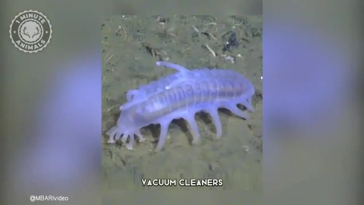 ببینید| خوک دریایی؛ موجودی شبیه بیگانگان فضایی در اعماق دریا!