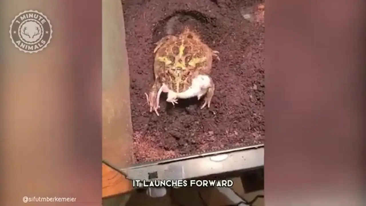 ببینید| قورباغه شاخدار آرژانتینی؛ جانوری رنگارنگ و بامزه که موش شکار می کند!