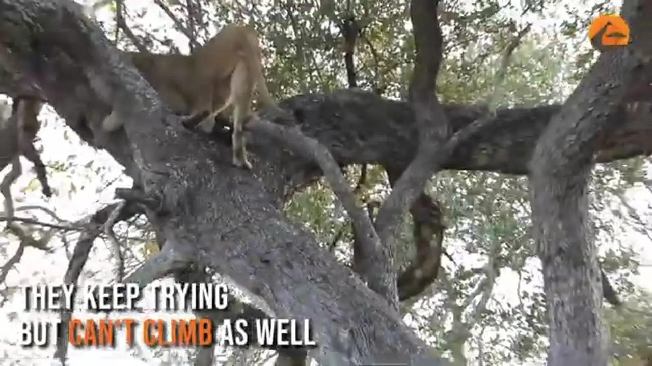 ببینید| تلاش شیرهای گرسنه برای بالا رفتن از درخت و دزدیدن شکار پلنگ!