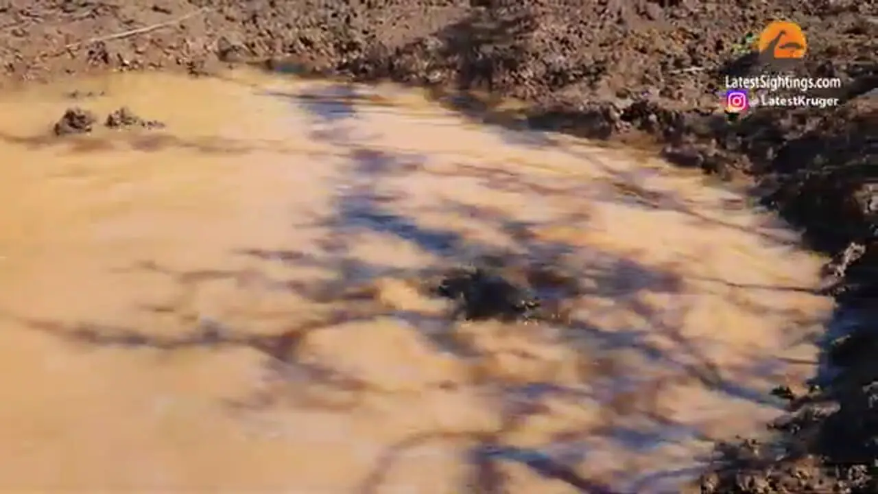 ببینید| شنا کردن بامزه پانگولین در آب های گل آلود