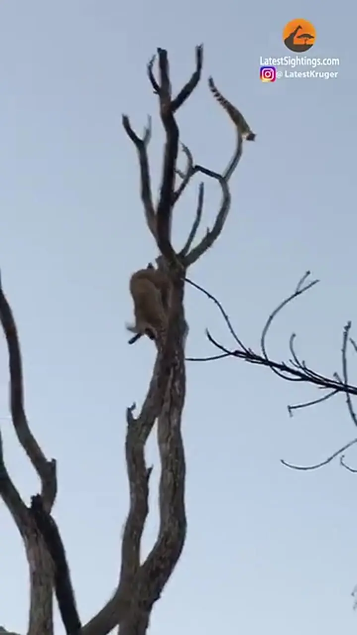 ببینید| پرواز دیدنی مشکین گربه از بالای درخت برای نجات جان خود از دست پلنگ