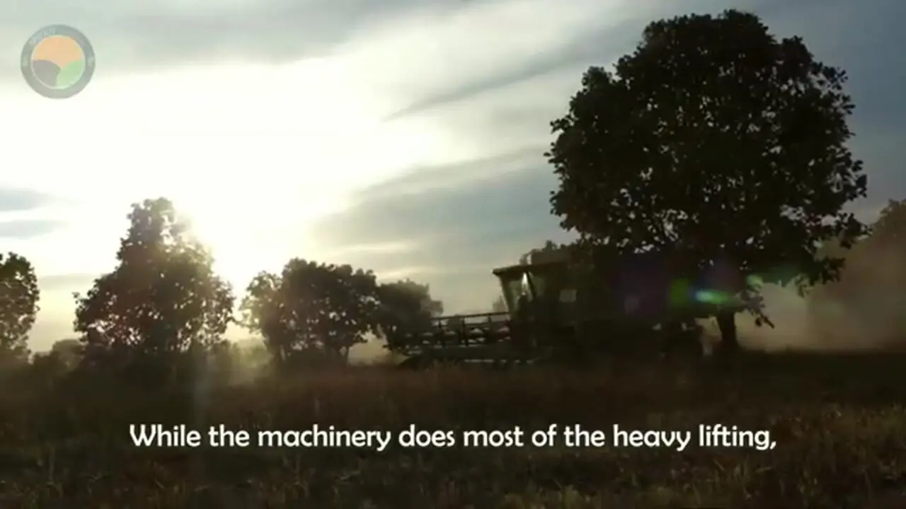 ببینید| چگونه کشاورزان مکزیکی دانه های چیا را برداشت می کنند؟