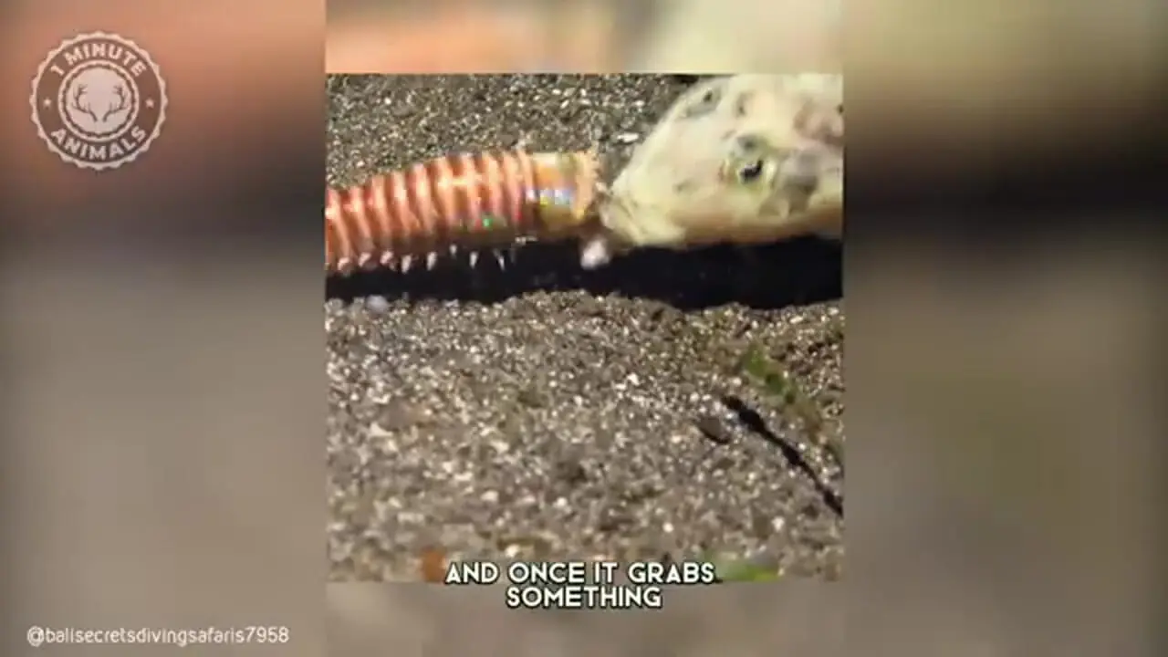 ببینید| کرم بابیت؛ شکارچی ترسناک اعماق اقیانوس