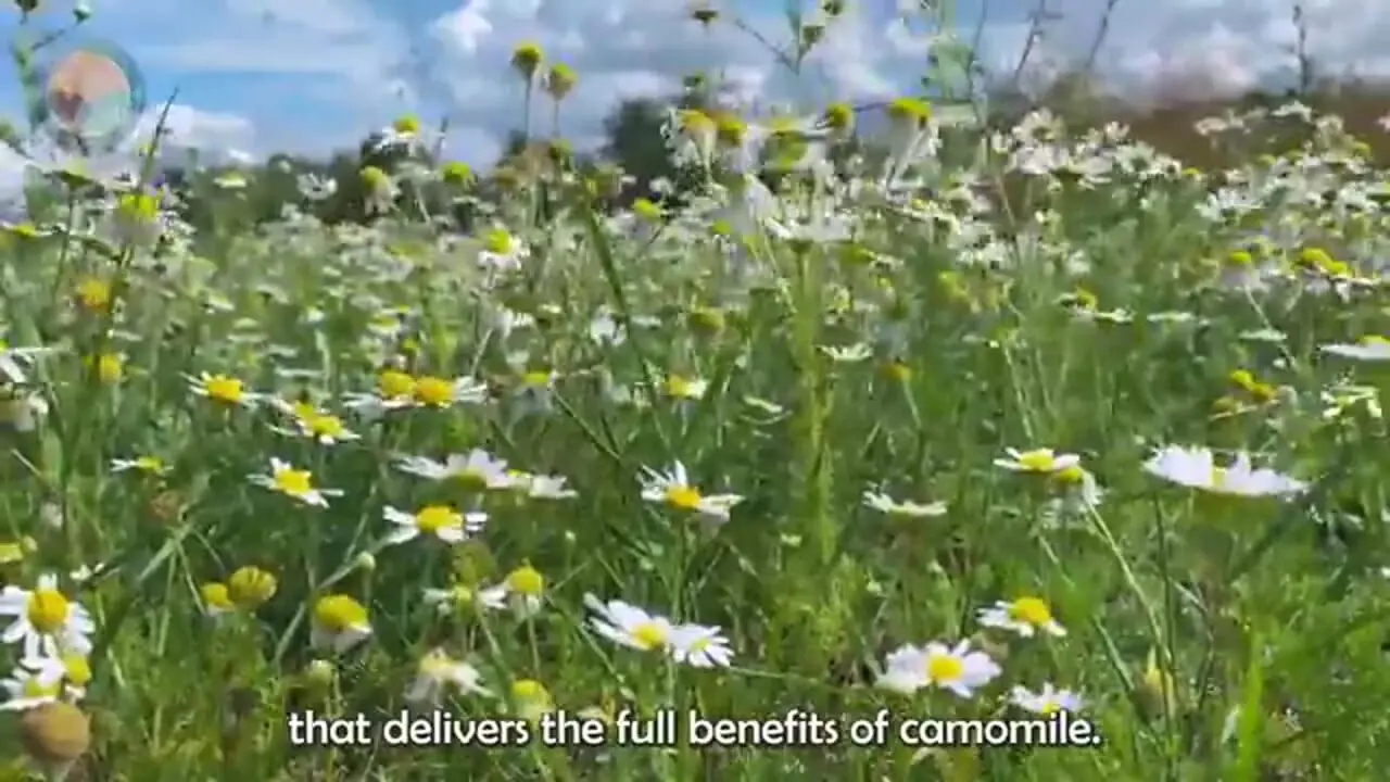 ببینید| روند برداشت گل بابونه و تهیه روغن و اسانس با آن در فرانسه