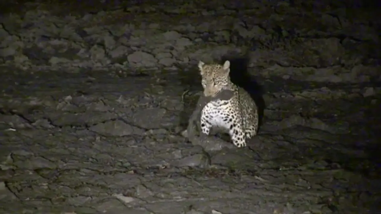 ببینید| لحظه دیدنی صید ماهی توسط پلنگ و مواجه شدن با اسب آبی در گل و لای