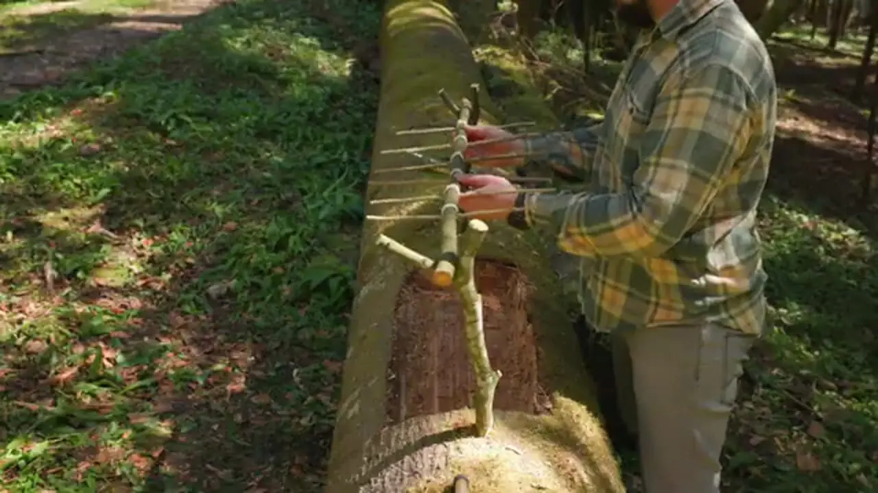 ببینید| غذای روستایی در آمریکا؛ صید ماهی و کباب کردن آن روی آتش