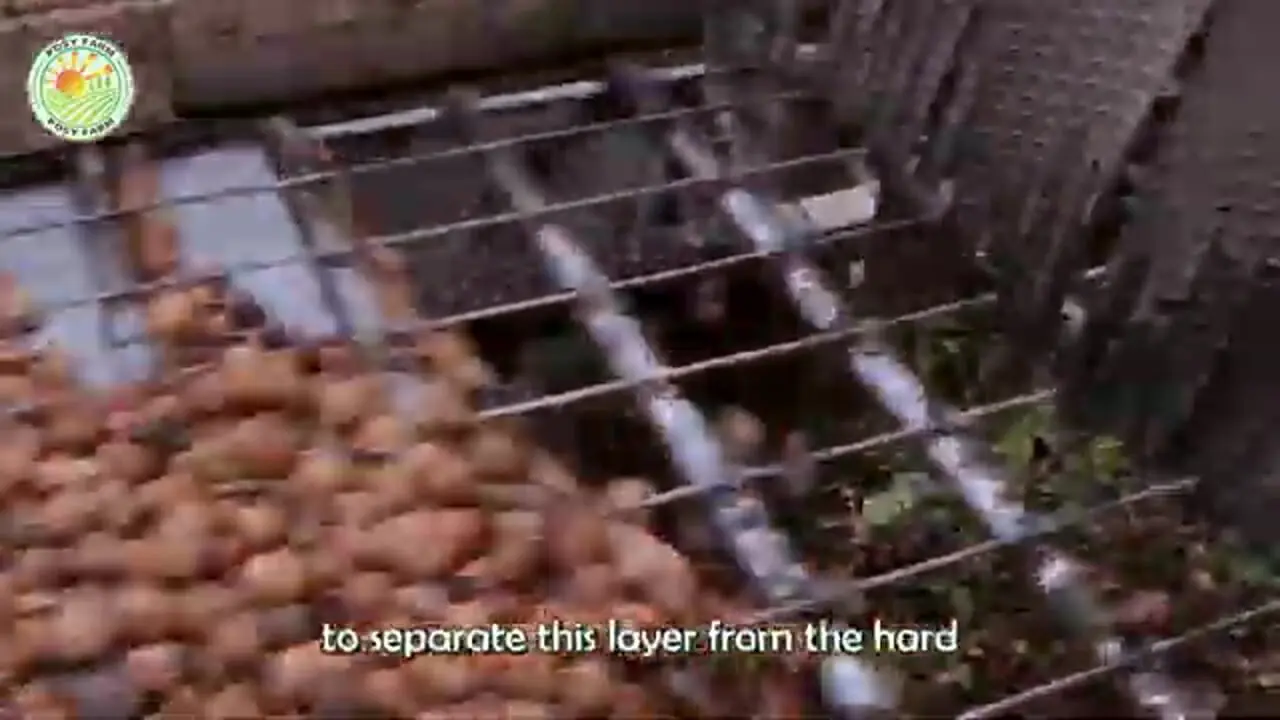 ببینید| چگونه هزاران تن گردو برداشت و فرآوری می کنند؟