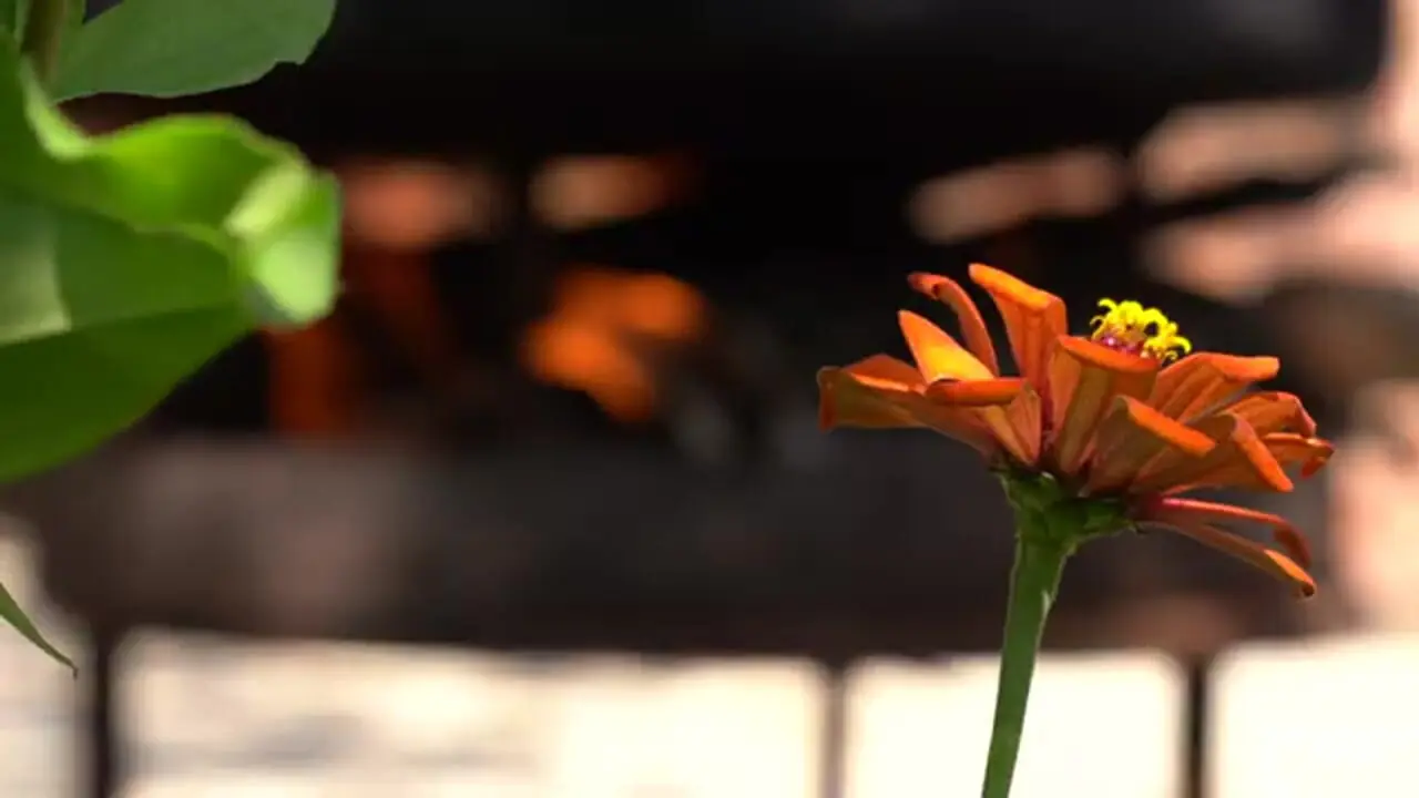 ببینید| غذای روستایی در آذربایجان؛ برداشت گوجه از مزرعه و تهیه رب با آن