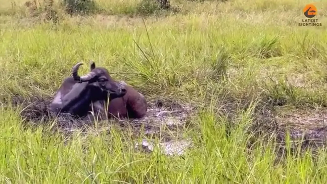 ببینید| سه شیر نر، حمام گِل بوفالو را خراب کردند!