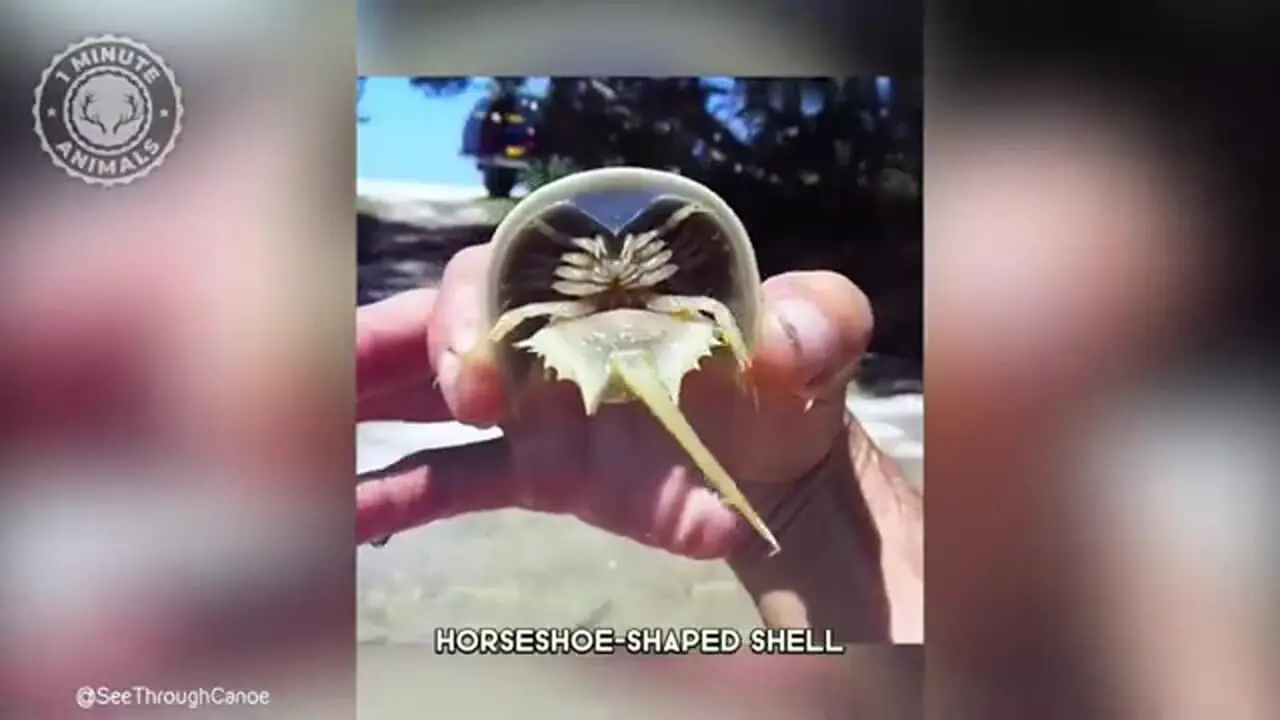 ببینید| خرچنگ نعل اسبی؛ جاندار عجیبی که از زمان دایناسورها منقرض نشده است!