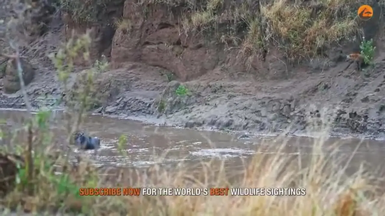 ببینید| فرار شگفت انگیز کل یالدار از دست کفتار