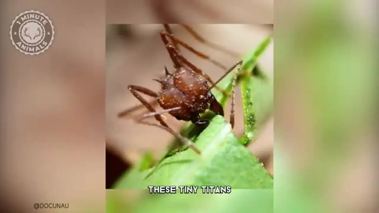 ببینید| مورچه برگ بُر؛ جانداری که برگ ها را برای پرورش قارچ برش می زند!