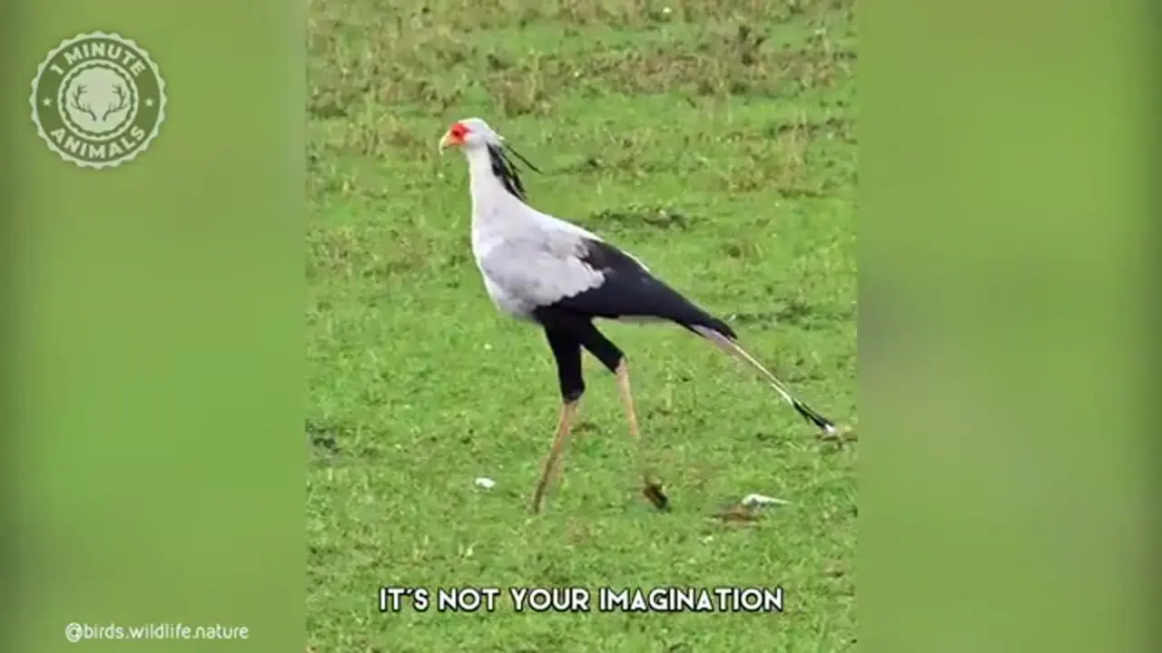 ببینید| مرغ منشی؛ پرنده زیبایی که قاتل مارهاست!