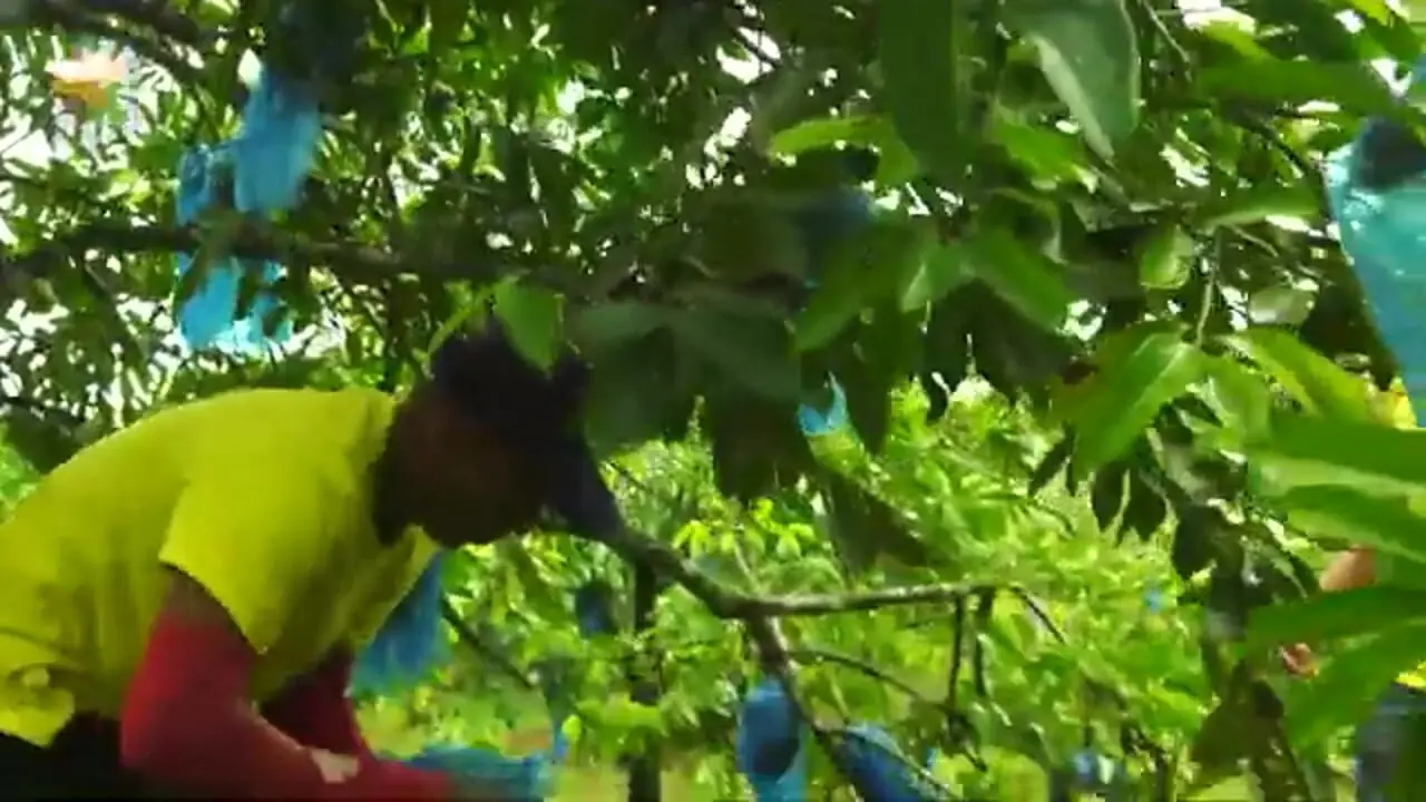 ببینید| چگونه کشاورزان مکزیکی میلیون ساپادیل را برداشت و فرآوری می کنند؟