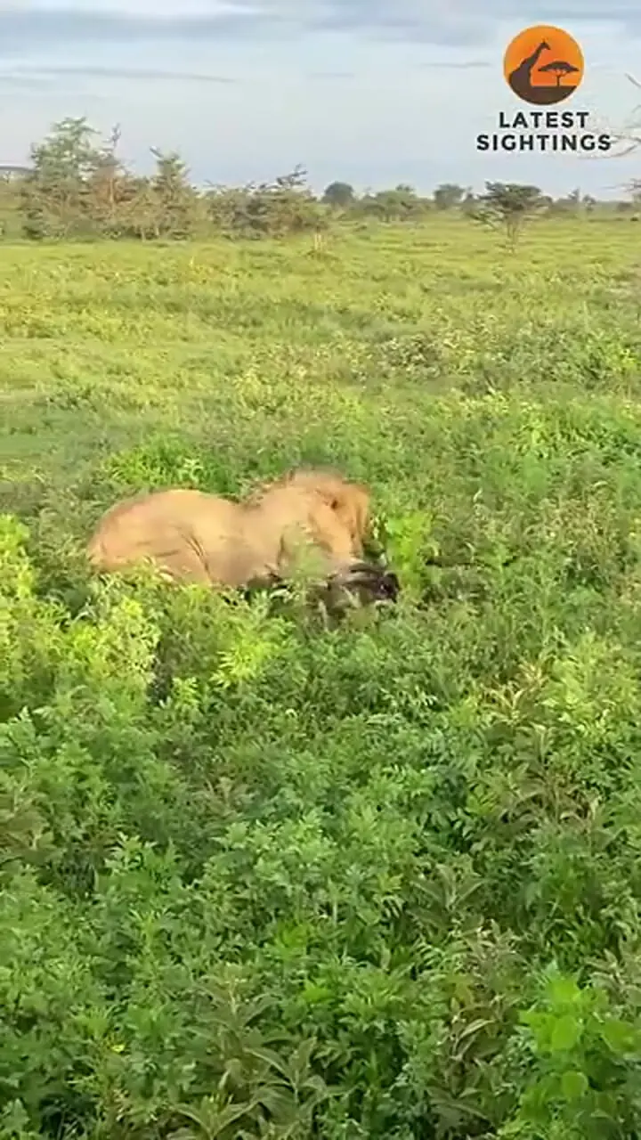 ببینید| مستند حیات وحش؛ شکار ساده یک «کل یالدار» توسط «شیر گرسنه»