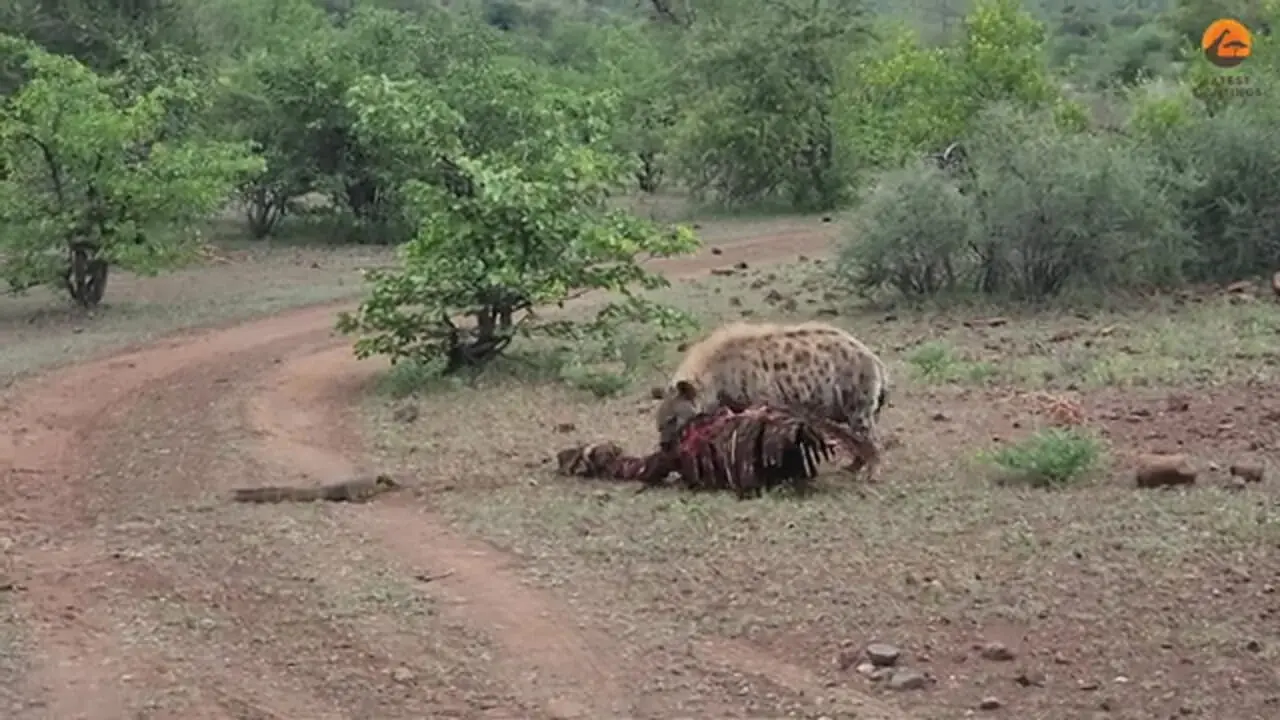ببینید| درگیری بامزه بین بزمجه و کفتار برسر لاشه گورخر