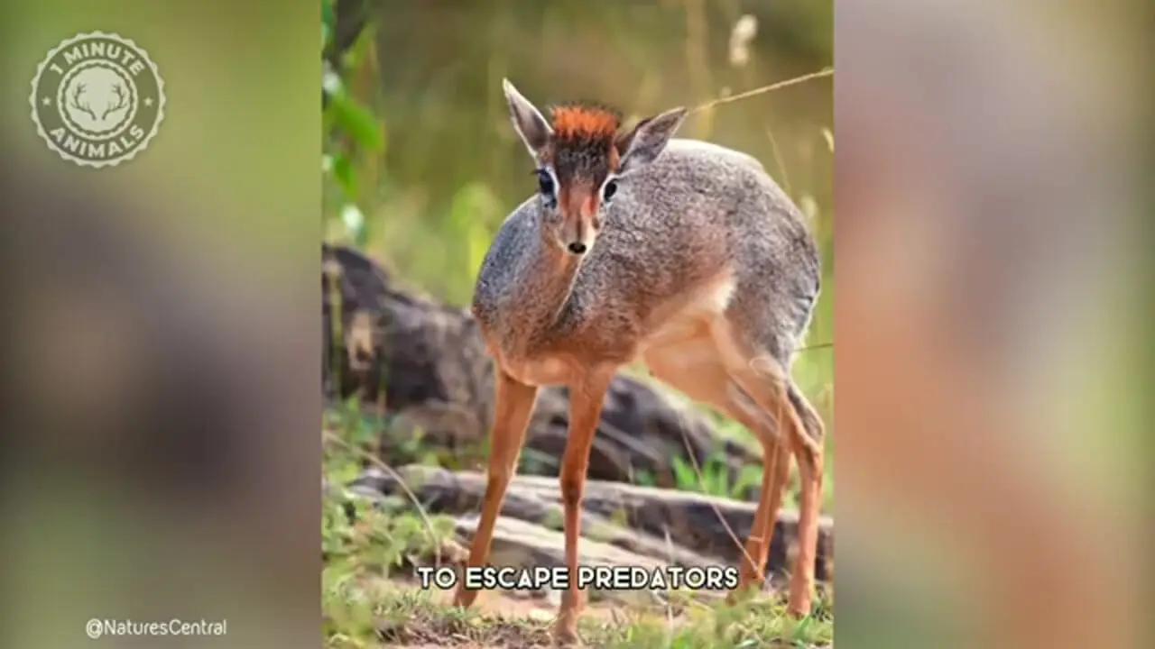 ببینید| دیک دیک؛ یک آهوی مینیاتوری بامزه با دماغ عجیب!