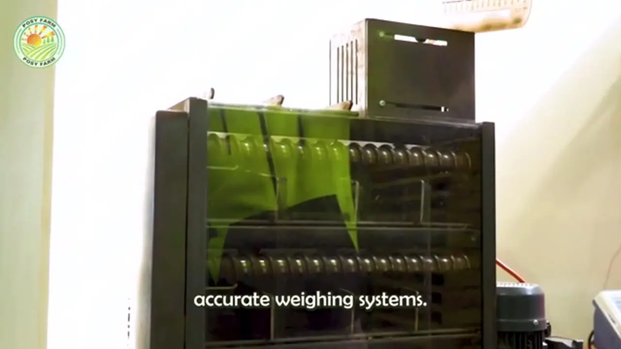 ببینید| چگونه کشاورزان آمریکایی هزاران تن ماکادمیا را برداشت می کنند؟